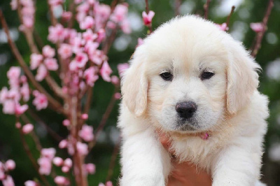 Des Plaines De Carmen - Golden Retriever - Portée née le 21/03/2024