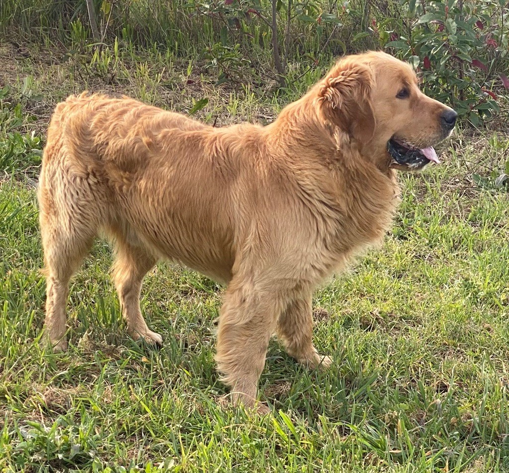 Unix Du Brionnais Doré